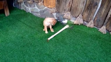 Cocker Spaniel 'in genç bir gösterisi. Çimenlerde bir böcek bulmuş ve onu çiğniyor..