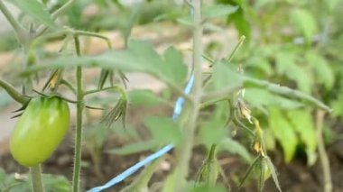 Serada tohum yaprakları ve domates meyveleri. Bir serada fidanlar yetiştiriyor..