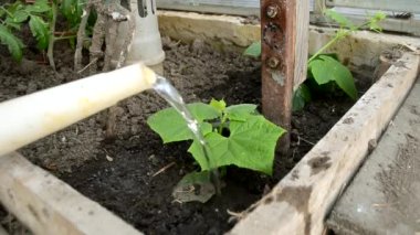 Çiftçi bir kız, bir seradaki küçük yeşil salatalık tohumunun üzerine su döker. Yakın plan. Bahar başında organik tarım kavramı