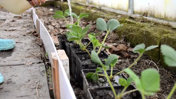 Eine Bäuerin gießt im Frühjahr Erdbeersetzlinge in einem Gewächshaus. Landwirtschaftliche Arbeit auf dem Hof — Stockvideo