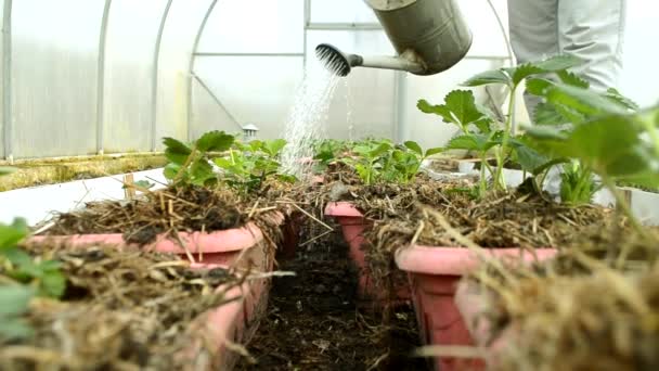 Innaffiare una piccola piantagione di fragole in una serra all'inizio della primavera. Vita misurata e cura delle piante. Coltivazione biologica. — Video Stock
