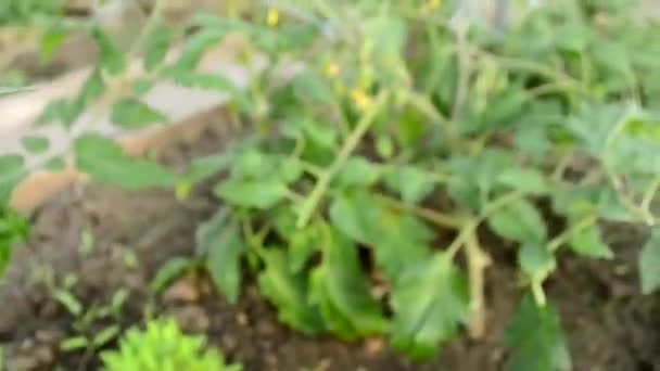 Plantblad och frukter av tomater i ett växthus närbild. växande plantor i ett växthus. — Stockvideo