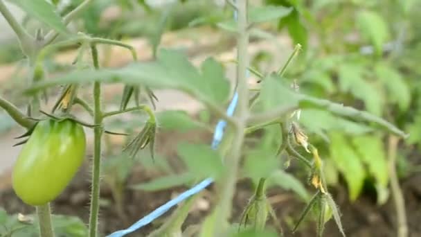 Folhas de planta cultivada de sementes e frutos de tomates em um close-up de estufa. plântulas em crescimento em estufa. — Vídeo de Stock