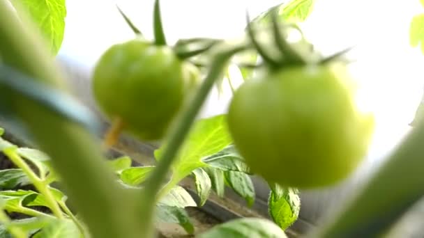 Two green tomatoes in a greenhouse in early spring. Organic growing of vegetables. Farming. Selective focus close-up — Stock Video