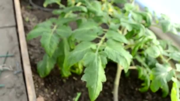 Två gröna tomater i ett växthus tidigt på våren. Ekologisk odling av grönsaker. Jordbruk. — Stockvideo