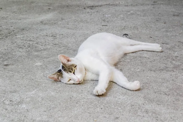 Gato blanco yacen en un pavimento de piedra en la ciudad de Kotor en Montenegro — Foto de Stock