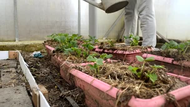 Een kleine aardbeienplantage besproeien in een kas in het vroege voorjaar. Gemeten leven en verzorging van planten. Omschakelen van biologische boerderij — Stockvideo