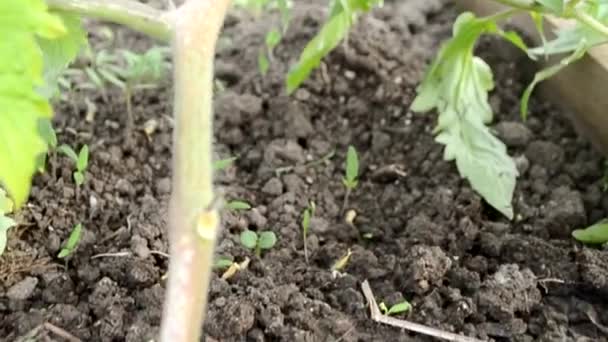 Gröna tomater mognar i växthuset tidigt på våren. Ekologisk odling av grönsaker. Jordbruk. — Stockvideo