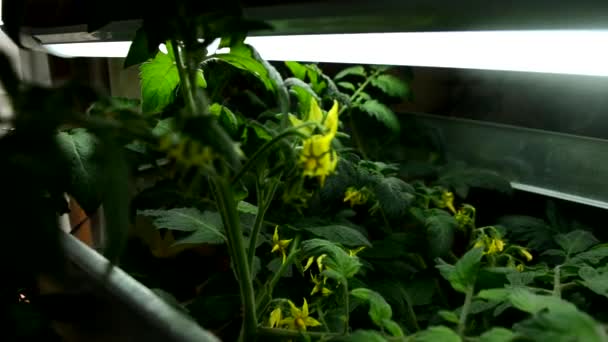 Plántulas de tomate con flores amarillas en un invernadero a principios de primavera. Movimiento lento — Vídeo de stock