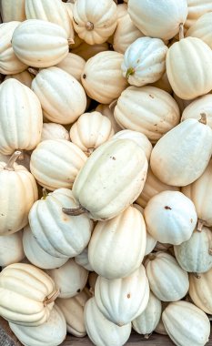 Çeşitli şekil ve boyutlarda beyaz balkabakları bir araya toplanır. Yumuşak dokularını ve ince varyasyonlarını vurgulayarak sonbahar dekorasyonu için mükemmel bir görsel cazibe düzeni yaratır.