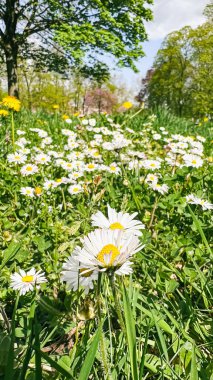 Beyaz papatyalar yemyeşil bir çayırda, canlı yeşillikler ve karahindibalarla çevrili, parlak mavi bir gökyüzünün altında kabarık bulutlarla, huzurlu ve huzurlu bir atmosfer yaratıyorlar.