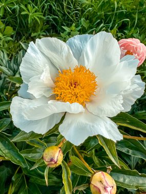 Çiçek açmış beyaz şakayık çiçekleri yemyeşil yapraklar ve tomurcuklarla çevrili canlı sarı merkezini sergiliyor. Bahçede sakin ve doğal bir atmosfer yaratıyor.