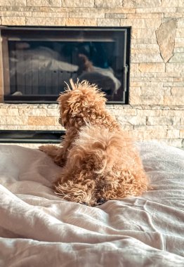 Yumuşak bir yatakta rahatça dinlenen tüylü köpek, sıcak şömineye bakıyor, rahat ve davetkar bir atmosfer yaratıyor.
