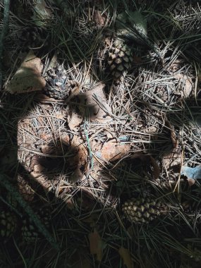 Çam kozalakları ve kurumuş yapraklarla kaplı orman zemini, yumuşak güneş ışığıyla aydınlatılmış, çevredeki doğal toprak dokularını ve renkleri gösteren bir gölge ve ışık oyunu yaratıyor.