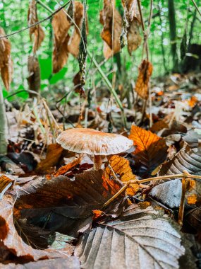 Yoğun bir ormanda renkli yaprakların arasında duran mantar, doğanın güzelliğini ve zengin dokularını gözler önüne seriyor.