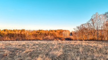 Geniş arazide altın çimenler yavaşça sallanıyor, ılık sonbahar renklerinde canlı ağaçlar, berrak mavi gökyüzünün altında sakin bir atmosfer yaratıyor, sükuneti ve yansımayı davet ediyor.