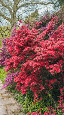 Canlı çiçekli çalılar, yemyeşil ve doğal güzelliklerle çevrili, manzaralı bir bahçe yolu boyunca çarpıcı bir görüntü oluşturan pembe ve mor çiçekleri sergiliyor.