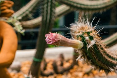 Bitki ve taşların bulanık arkaplanına karşı çiçek açan, dikenleri ve canlı renkleri gösteren kaktüs çiçeğinin detaylı görüntüsü