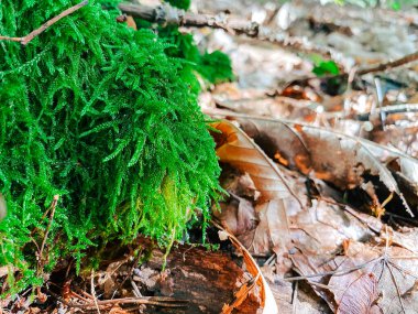 Canlı yeşil yosunlar orman zemininde büyür. Etrafı yapraklarla ve dallarla çevrilidir. Doğanın güzelliğini ve dokusunu gözler önüne serer.