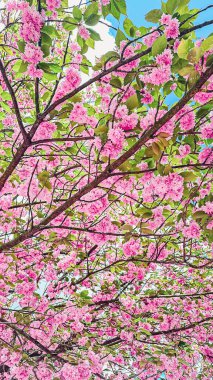 Dalların üzerinde canlı pembe kiraz çiçekleri açıyor, berrak mavi gökyüzüne karşı çarpıcı bir görsel görüntü yaratıyor, narin yapraklar ve yemyeşil yapraklarla ilkbaharda doğanın güzelliğini sergiliyor.