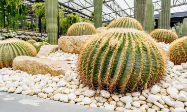Yuvarlak kaktüsler seradaki pürüzsüz taşların arasında sergilenir. Canlı ve dingin bir botanik ortamı sergilerler.