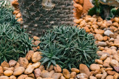 Dikenli yaprakları olan yeşil sulu bitkiler, dekoratif bir açık hava bahçesinde pürüzsüz çakıl taşlarının arasına yerleşerek, toprak dokuları ve canlı yeşillikle huzurlu ve doğal bir atmosfer yaratırlar.