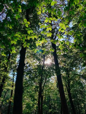Güneş ışığı canlı yeşil yaprakların arasından yavaşça süzülür, yüksek ağaçlarla dolu sakin bir orman sahnesini aydınlatır, barışçıl bir atmosfer yaratır ve doğanın güzelliğini gözler önüne serer.