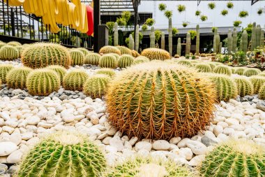 Çeşit çeşit yuvarlak kaktüslerle dolu verimli bir bahçe, pürüzsüz çakıl taşları arasında düzenlenmiş, çarpıcı bir çöl ortamı yaratıyor canlı renkler ve dokularla