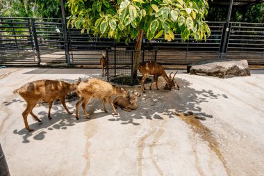 Küçük bir geyik, sıcak ve güneşli bir atmosferle çevrili, açık havada yapraklı bir ağacın altında huzur içinde otluyor.
