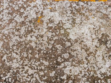 Yosun büyümesini içeren dokulu taş yüzeyin yakın görüntüsü, karmaşık doğal desenleri ve toprak tonlarını ortaya çıkarıyor.