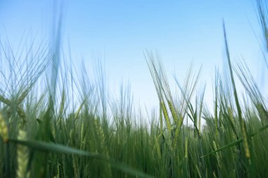 Bereketli yeşil buğday tarlaları açık mavi gökyüzünün altında sallanıyor, doğanın güzelliğini ve tarım manzarasını vurguluyor.