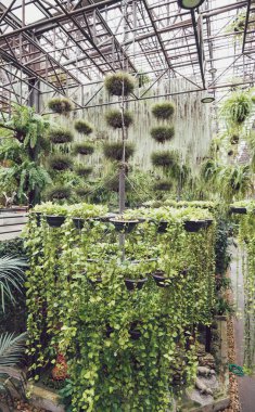 Kapalı alanda bir dizi sallanan bitki ve yeşillik sergileniyor, doğal güzellikle uzayın sakin atmosferini arttırıyor.