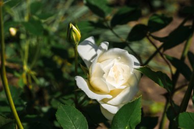 Yeşil yapraklar ve tomurcuklarla çevrili beyaz gül, narin taç yaprakları ve doğal güzellikleri sergiliyor, güneş ışığıyla aydınlatılıyor, sakin ve huzurlu bir bahçe atmosferi yaratıyor.
