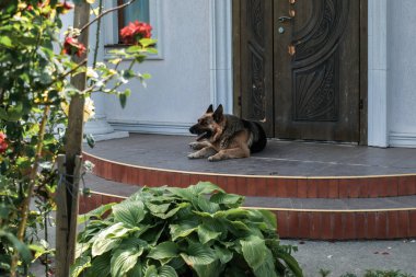 Köpek verandada uzanıyor, renkli çiçekler ve zengin yeşilliklerle çerçevelenmiş, rahatlama ve rahatlığı ön plana çıkaran sakin bir açık hava sahnesi yaratıyor.