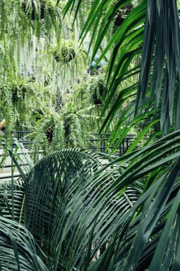 Bereketli yeşil bitkiler ve eğrelti otları, tropikal bir bahçede, doğanın güzelliğini ve sükunetini vurgulayan canlı bir manzara yaratır.