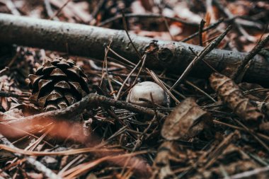 Çam kozalağı ve mantar, kurumuş yaprak ve dallardan oluşan bir yatak ile çevrili. Orman zemininde doğal bir manzara yaratarak orman dokusunun ve toprak renklerinin güzelliğini vurguluyor.