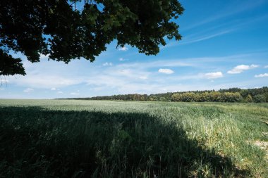 Geniş yeşil alan, tüylü bulutlarla dolu, parlak mavi bir gökyüzünün altında uzanır. Yapraklı bir ağaç tarafından çerçevelenir ve dingin doğal bir manzara yaratır.