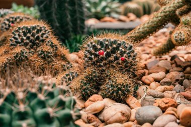Dikenli, kırmızı çiçekli, pürüzsüz çakıl taşlarının arasına yerleştirilmiş kaktüslerin detaylı yakın çekimi çöl bitkilerinin eşsiz dokularını ve renklerini vurguluyor.