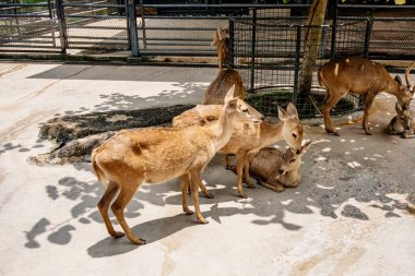Geyikler güneşli bir çevrede bir araya gelirler, doğal ortamda birbirleriyle etkileşirler, sakin bir ortamda vahşi yaşamın güzelliğini vurgularlar.