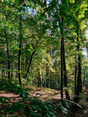 Uzun ağaçların ve güneş ışığının yaprakların arasından aktığı canlı orman sahnesi orman zeminine nazik gölgeler düşürüyor, keşif ve sükuneti davet ediyor.