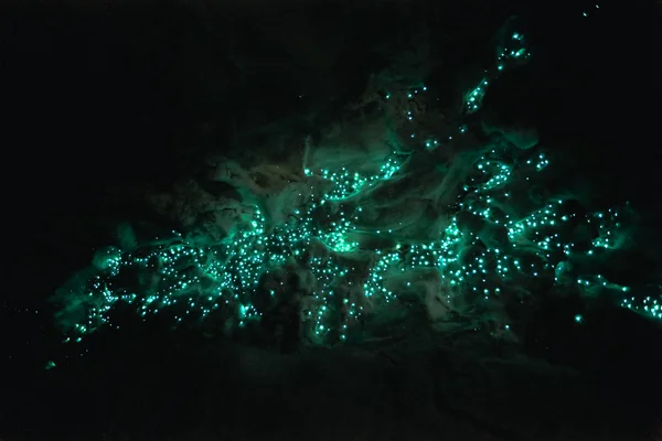 很多在外蒲洞发光的萤火虫 — 图库照片