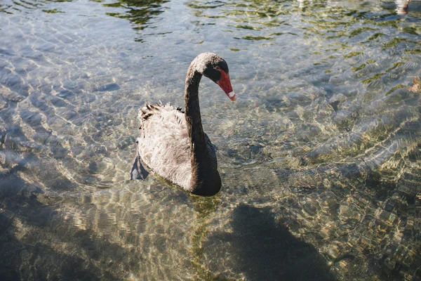 A black swan swimming in water — Stock Photo, Image