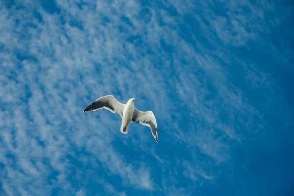 Gabbiano in volo — Foto Stock