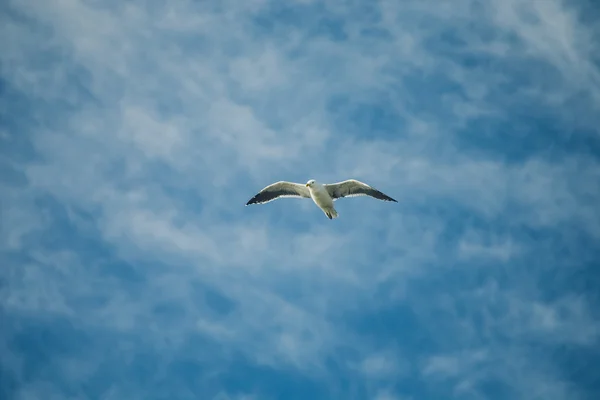 Oiseau de mouette en vol — Photo