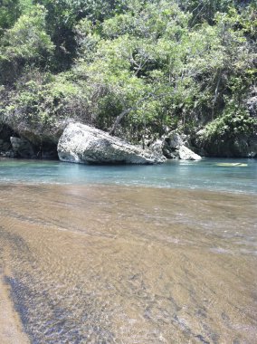 Egzotik tropik ağaçları ile dolu plaj
