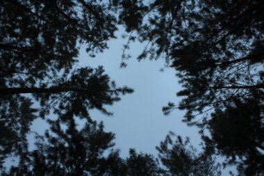 Çam kasvetli gökyüzüne karşı