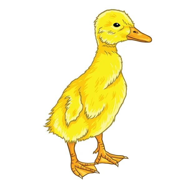 Cute Duckling Cartoon — Stock Vector