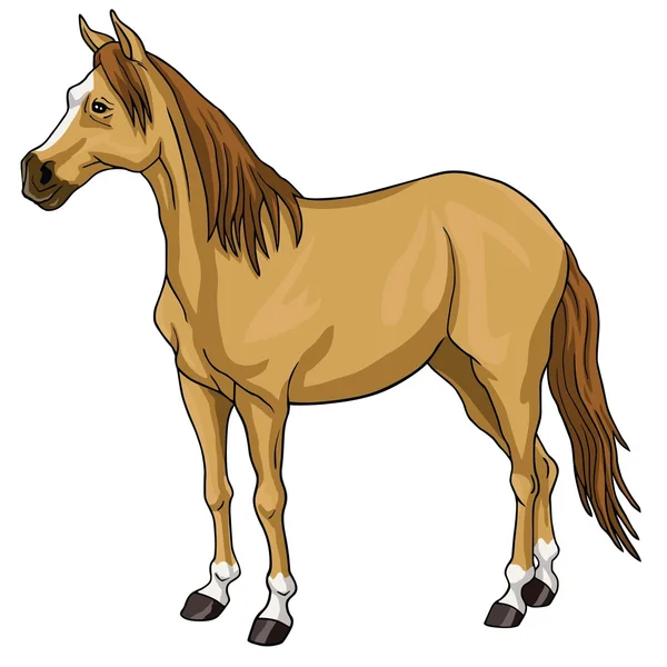 Brown Horse White Head — Stock Vector