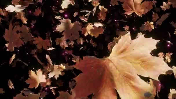 Maple Leaves Fall Egy Mozgókép Őszi Filmekhez Filmekhez Háttér Jelenet — Stock videók