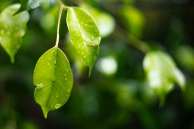 Taze Thai Ficus Yaprakları Yağmurdan Sonra Su Damlacıklarıyla Yapraklar, Lush Thai İncir yaprakları yağmur damlacıklarıyla parıldar, güneş ışığı her boncuğu, doğa fotoğrafçılığı veya tropikal tazelik gösterisi için mükemmeldir.